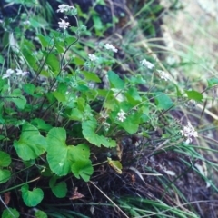 Pelargonium australe at Conder, ACT - 5 Dec 2000