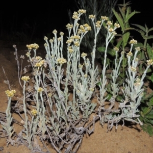 Pseudognaphalium luteoalbum at Pine Island to Point Hut - 9 Oct 2014 08:12 PM