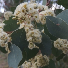 Eucalyptus polyanthemos (Red Box) at Fyshwick, ACT - 10 Oct 2014 by michaelb