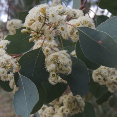 Eucalyptus polyanthemos (Red Box) at Jerrabomberra Wetlands - 10 Oct 2014 by michaelb