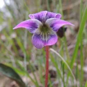 Viola betonicifolia at Conder, ACT - 12 Oct 2014