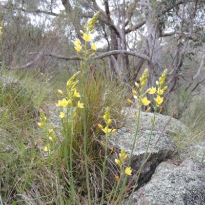 Bulbine glauca (Rock Lily) at Rob Roy Range - 12 Oct 2014 by MichaelBedingfield