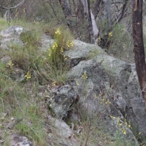 Bulbine glauca at Conder, ACT - 12 Oct 2014