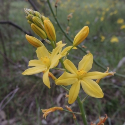 Bulbine glauca (Rock Lily) at Banks, ACT - 12 Oct 2014 by michaelb