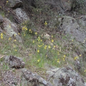 Bulbine glauca at Banks, ACT - 12 Oct 2014