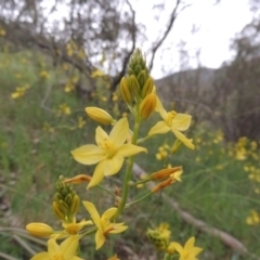 Bulbine glauca (Rock Lily) at Rob Roy Range - 12 Oct 2014 by MichaelBedingfield