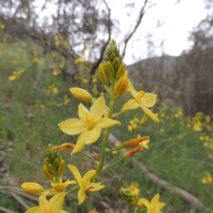 Bulbine glauca at Conder, ACT - 12 Oct 2014 05:35 PM