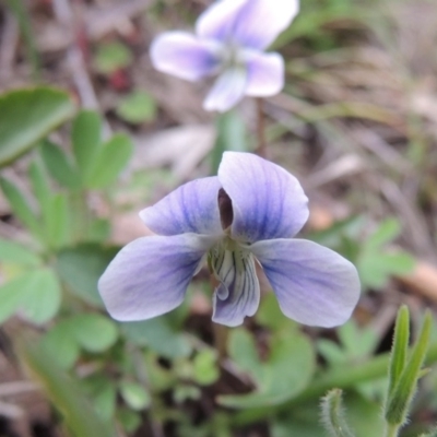 Viola betonicifolia (Mountain Violet) at Conder, ACT - 12 Oct 2014 by michaelb