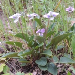 Viola betonicifolia at Conder, ACT - 12 Oct 2014 06:20 PM