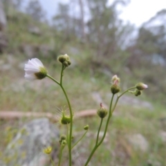 Drosera gunniana (Pale Sundew) at Conder, ACT - 12 Oct 2014 by MichaelBedingfield