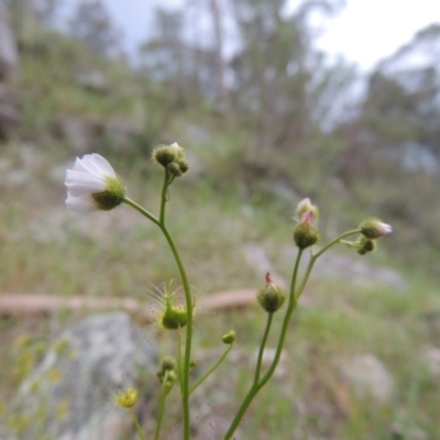 Drosera gunniana (Pale Sundew) at Conder, ACT - 12 Oct 2014 by michaelb