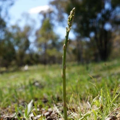 Asparagus officinalis (Asparagus) at Ainslie, ACT - 18 Oct 2014 by AaronClausen