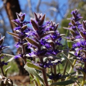 Ajuga australis at Ainslie, ACT - 18 Oct 2014 11:19 AM