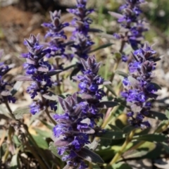 Ajuga australis at Ainslie, ACT - 18 Oct 2014 11:19 AM