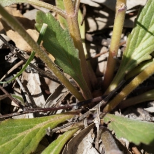 Ajuga australis at Ainslie, ACT - 18 Oct 2014 11:19 AM