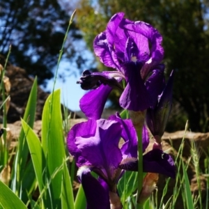 Iris germanica at Ainslie, ACT - 18 Oct 2014