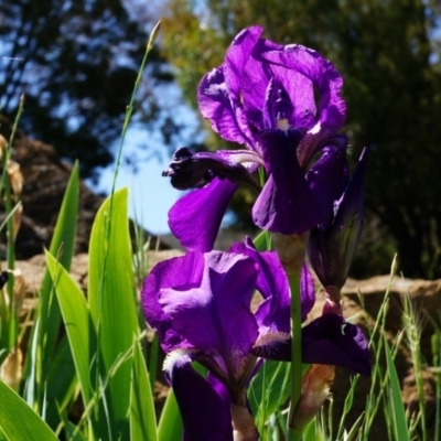 Iris germanica (Tall Bearded Iris) at Mount Ainslie - 18 Oct 2014 by AaronClausen