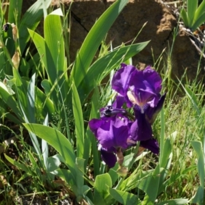 Iris germanica at Ainslie, ACT - 18 Oct 2014