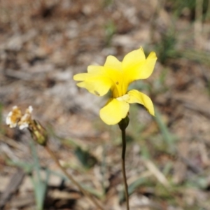 Goodenia pinnatifida at Ainslie, ACT - 18 Oct 2014