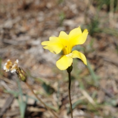 Goodenia pinnatifida (Scrambled Eggs) at Ainslie, ACT - 18 Oct 2014 by AaronClausen