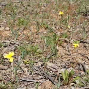 Goodenia pinnatifida at Ainslie, ACT - 18 Oct 2014