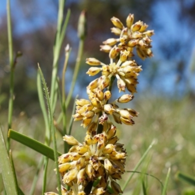 Lomandra multiflora (Many-flowered Matrush) at Ainslie, ACT - 18 Oct 2014 by AaronClausen