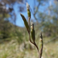 Thelymitra (genus) (sun orchids) at Mount Ainslie - 18 Oct 2014 by AaronClausen