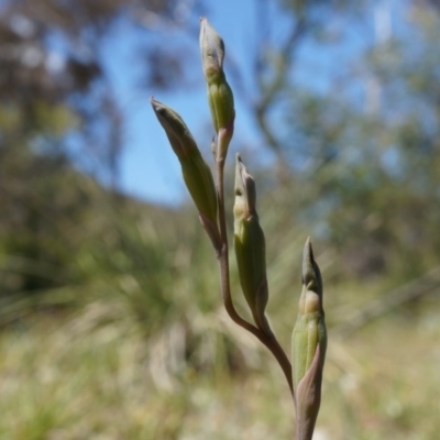 Thelymitra (genus) (sun orchids) at Mount Ainslie - 18 Oct 2014 by AaronClausen