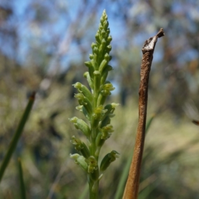 Microtis unifolia (Common Onion Orchid) at Ainslie, ACT - 18 Oct 2014 by AaronClausen