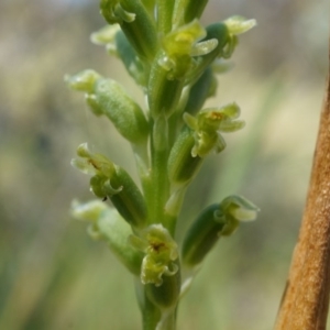 Microtis unifolia at Ainslie, ACT - 18 Oct 2014