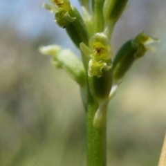 Microtis unifolia at Ainslie, ACT - 18 Oct 2014