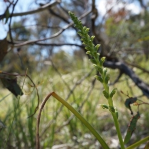 Microtis unifolia at Ainslie, ACT - 18 Oct 2014