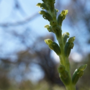 Microtis unifolia at Ainslie, ACT - 18 Oct 2014