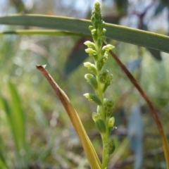 Microtis unifolia at Ainslie, ACT - 18 Oct 2014