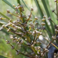 Lomandra multiflora (Many-flowered Matrush) at Ainslie, ACT - 18 Oct 2014 by AaronClausen