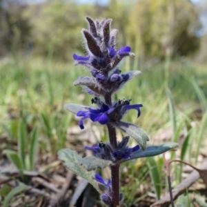 Ajuga australis at Ainslie, ACT - 18 Oct 2014