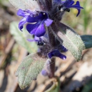 Ajuga australis at Ainslie, ACT - 18 Oct 2014 12:06 PM