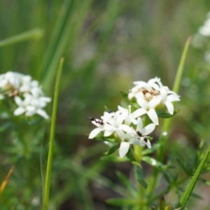 Asperula conferta at Ainslie, ACT - 18 Oct 2014