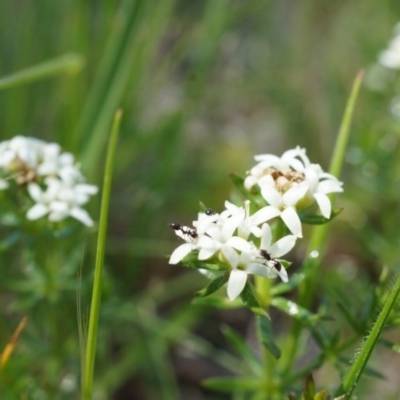 Asperula conferta (Common Woodruff) at Ainslie, ACT - 18 Oct 2014 by AaronClausen