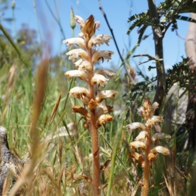 Orobanche minor (Broomrape) at Ainslie, ACT - 18 Oct 2014 by AaronClausen