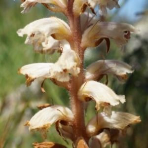 Orobanche minor at Ainslie, ACT - 18 Oct 2014 12:25 PM