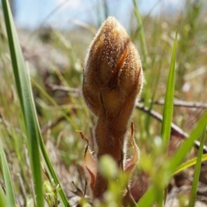 Orobanche minor at Ainslie, ACT - 18 Oct 2014 12:25 PM