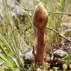 Orobanche minor at Ainslie, ACT - 18 Oct 2014 12:25 PM