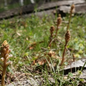 Orobanche minor at Hackett, ACT - 18 Oct 2014