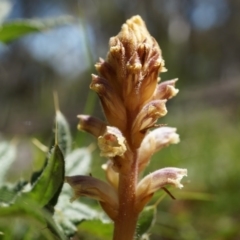 Orobanche minor at Hackett, ACT - 18 Oct 2014