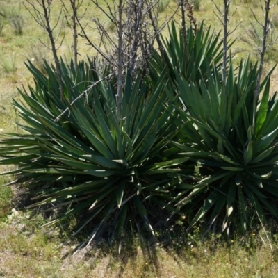 Yucca aloifolia (Spanish Bayonet) at Ainslie, ACT - 18 Oct 2014 by AaronClausen