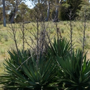 Yucca aloifolia at Ainslie, ACT - 18 Oct 2014 12:54 PM