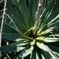 Yucca aloifolia at Ainslie, ACT - 18 Oct 2014 12:54 PM