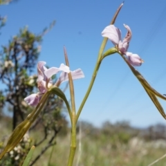 Diuris punctata var. punctata (Purple Donkey Orchid) at Ainslie, ACT - 18 Oct 2014 by AaronClausen