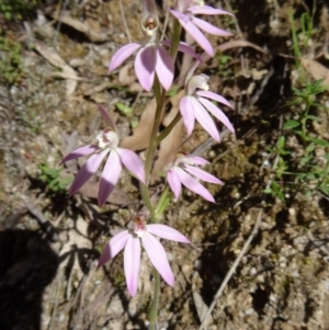 Caladenia carnea at Paddys River, ACT - suppressed